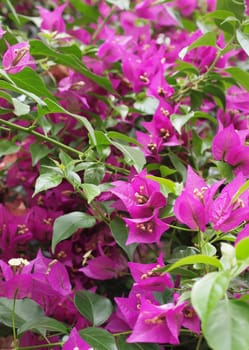 bush of purple bougainvillea plant in bloom