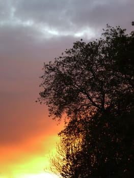 Silhouette of trees against a sunset sky.
