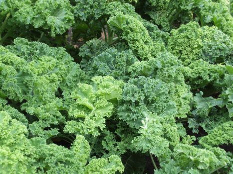 background of fresh and green kale plants