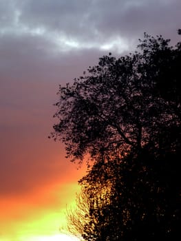 Silhouette of trees against a sunset sky.
