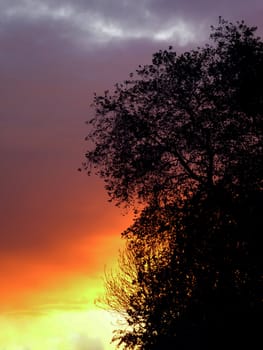Silhouette of trees against a sunset sky.
