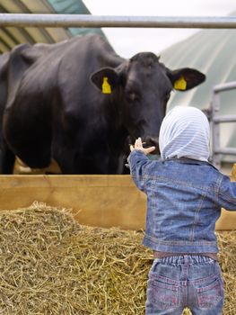 little girl with no fear wants to feed a cow