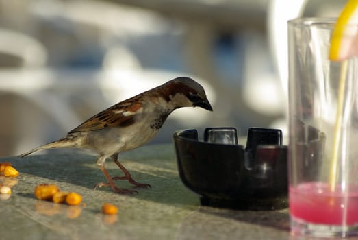 Sparrow searching for food