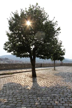 Lonely tree in the sunshine city street stones.