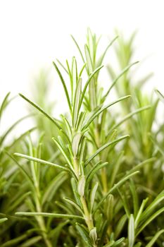 fresh rosemary (rosmarinus officinalis)