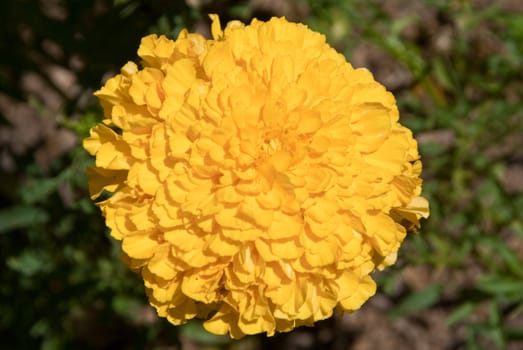 Butter yellow flower with bright crisp petals