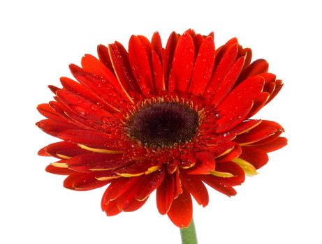 blossoming red gerbera, isolated on white