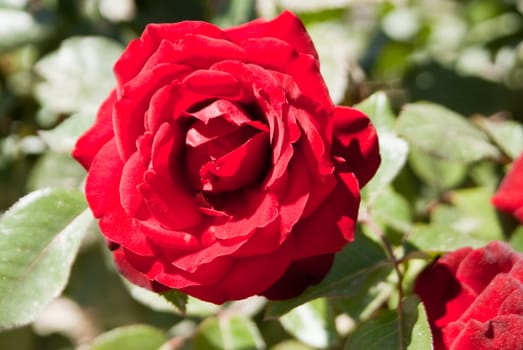 Soft velvet red rose