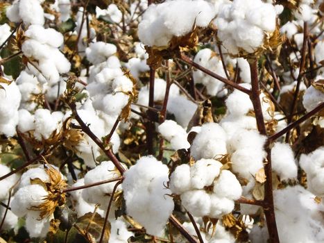 Cotton crop in California awaits picking