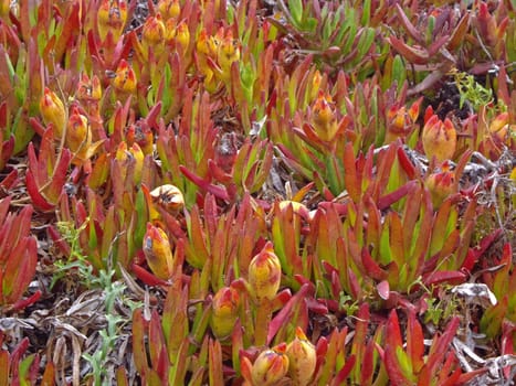 Coastal sea plants