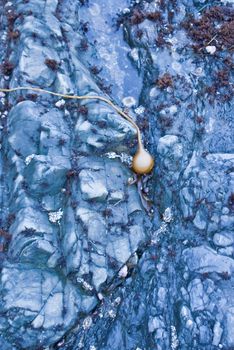 Golden sea onion on rocks near tidepools