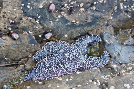 Starfish on rocks at coast