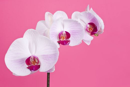 Orchid isolated on Pink