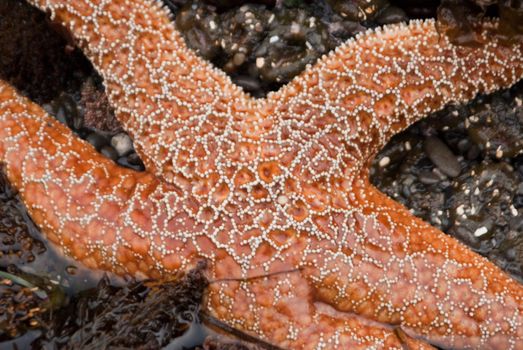 Starfish in coastal tidepool on California