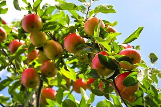 Organic ripe apples ready to pick on tree branches