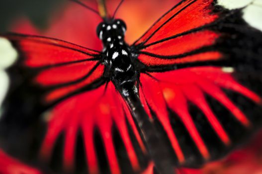Red heliconius dora butterfly with open wings