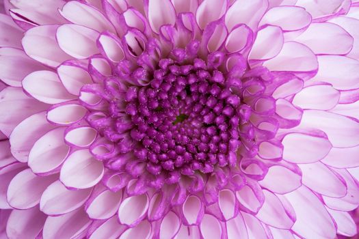 Close up - the center of a violet flower