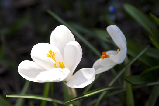 Closeup of white crocus flower with green background
