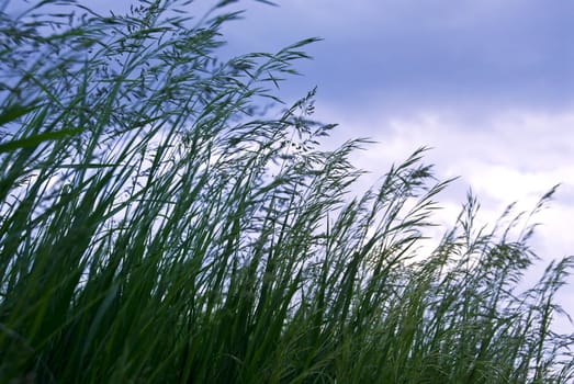 Seeding tall green grass closeup against foreboding sky