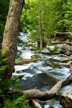 Water rushing by trees in river rapids in Ontario Canada