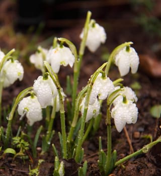 snowdrops