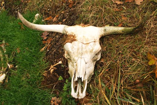 The skull of an scottish highlander.
