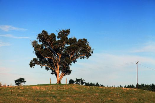 Lonely tree on a hill on the dark blue sky. New Zealand
