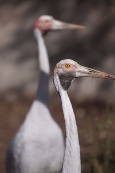 Brolgas, two birds looking away