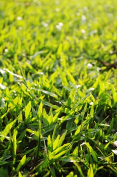 green grass background with sunlight shining through.