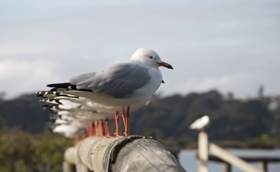 Seagulls sitting on a fence, Narooma NSW Australia