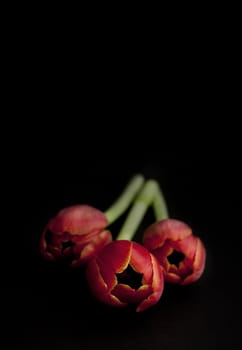 Three red tulips on black background