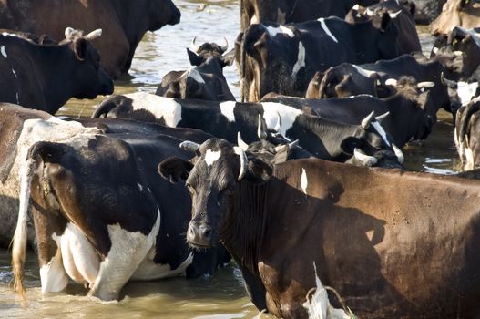 cows on watering place on river in russia