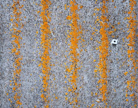 moss on wall background on stone background