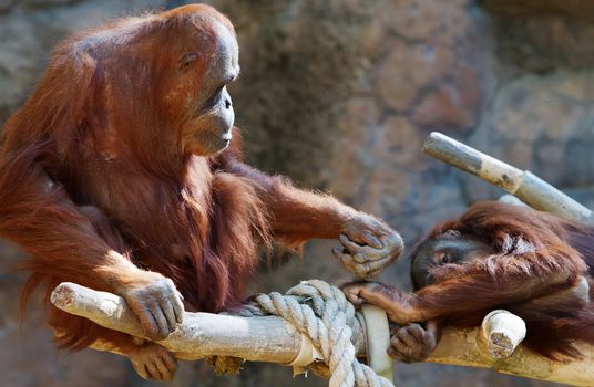 Orangoutang Parent fondly reaching out to child