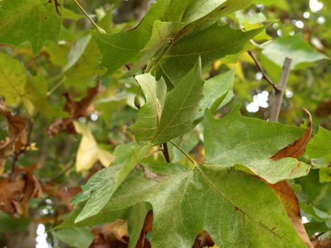 Sycamore or Platanus tree leaves