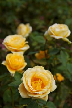 Yellow Gold Roses with one in focus and the others more out of focus with a dark background