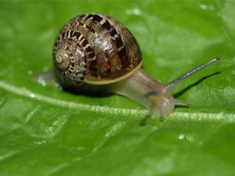 Snail slug on a lettuce leaf