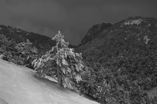 Frozen forest in the mountains