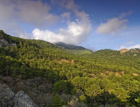 Green forest and high mountain under blue  sky