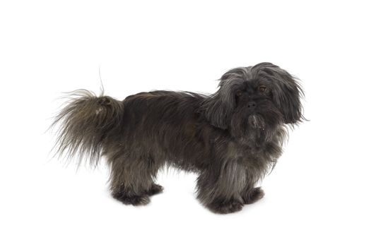 Friendly dog isolated on white background
