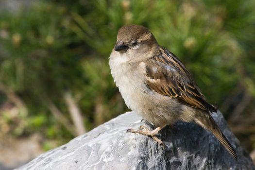 female house sparrow on a stone in the sun