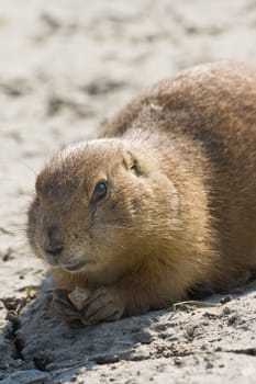 Prairie dog sitting on the sand and eating