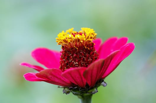 Closeup of the flower - bloom