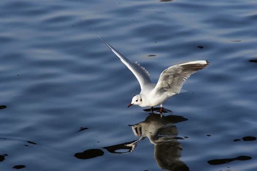 Shot of the gull - splashdown