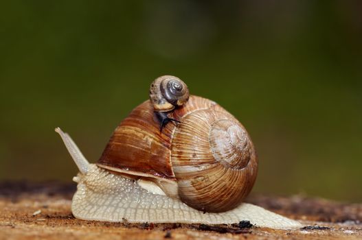 Shot of the speeding snail - carrying trade