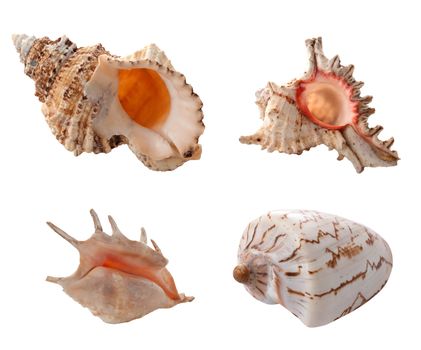 Sea shells isolated on white background