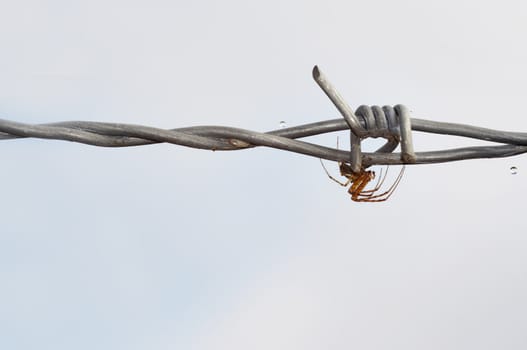 Detail of the spider on the barbwire