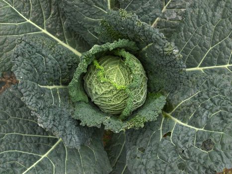 Cabbage vegetable