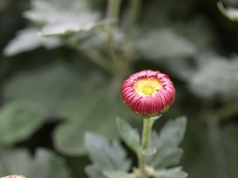 Chrysanthemum flower family of Asteraceae