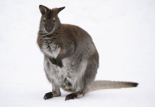 Picture of a kangaroo in the snow in winter